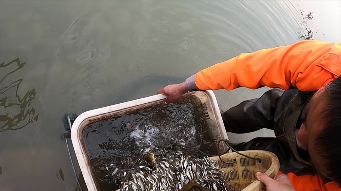 麦穗鱼养殖方法与养殖技巧,麦穗鱼如何规模化繁殖