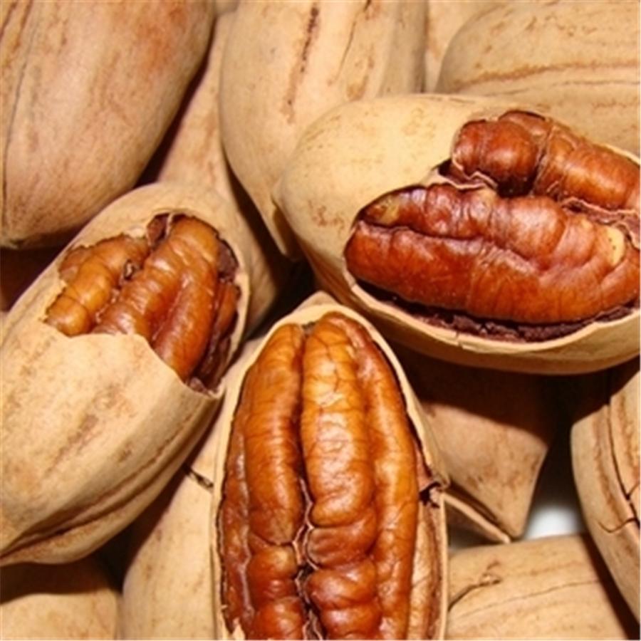 碧根果果实能结多少年,开心果碧根果是什么树的果实