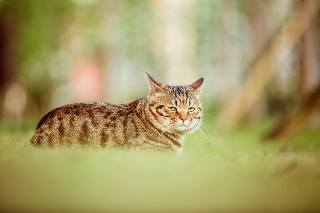 国产猫,中国本土的猫咪