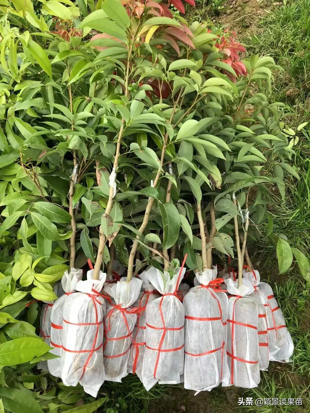 适合南宁种的水果树苗,适合广西种的阳台水果苗