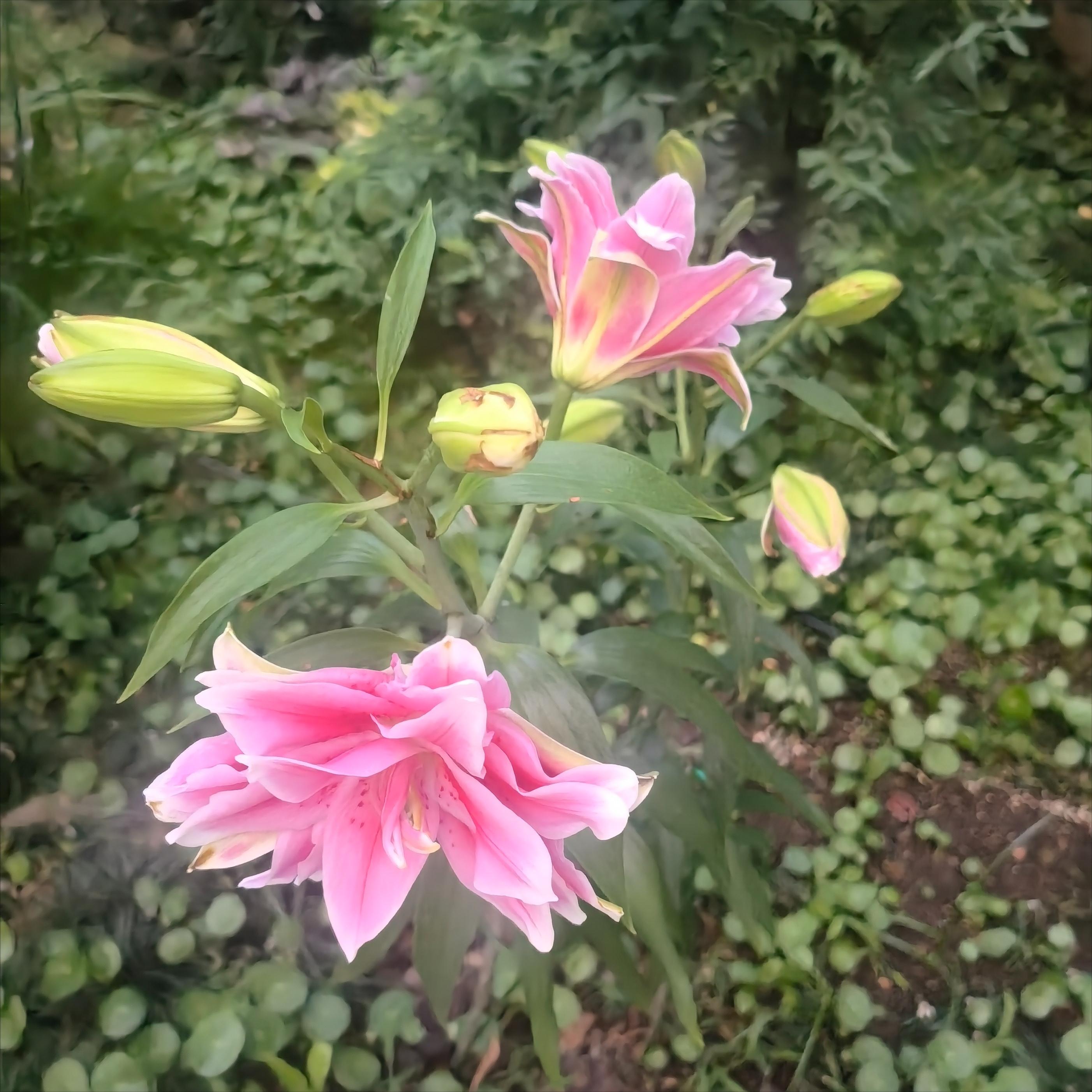 百合花开花谢了后要怎么处理,百合花谢之后还需要浇水施肥吗