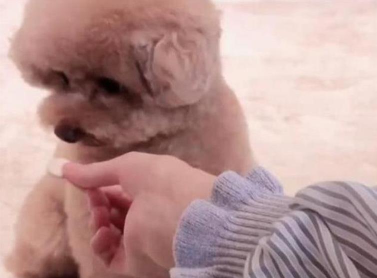 狗不吃饭怎么办还无精打采,狗不吃饭精神很好怎么办