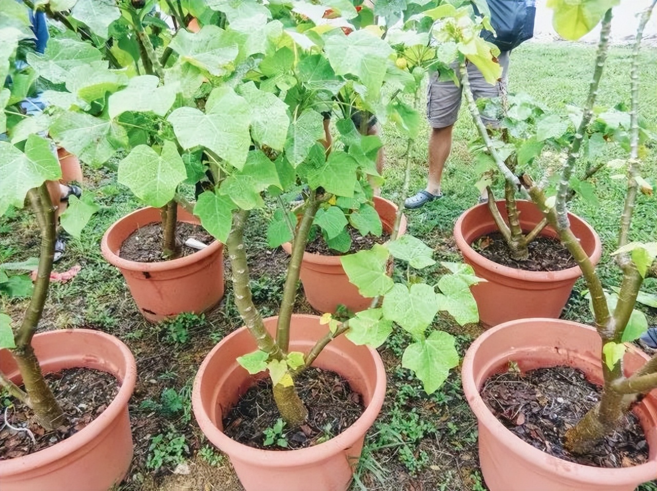 新加坡垃圾需要分类吗,新加坡没有垃圾袋怎么办