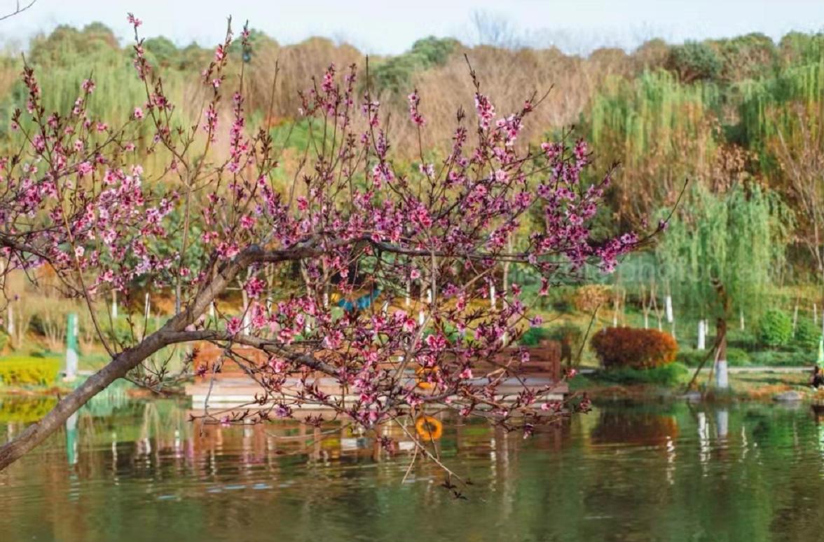 西安桃花观赏最佳地点,西安桃花潭公园桃花什么时候开