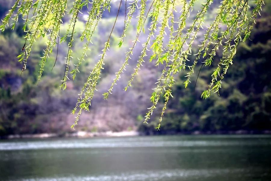 咏柳贺知章如何讲解这首诗,咏柳贺知章的经典语录