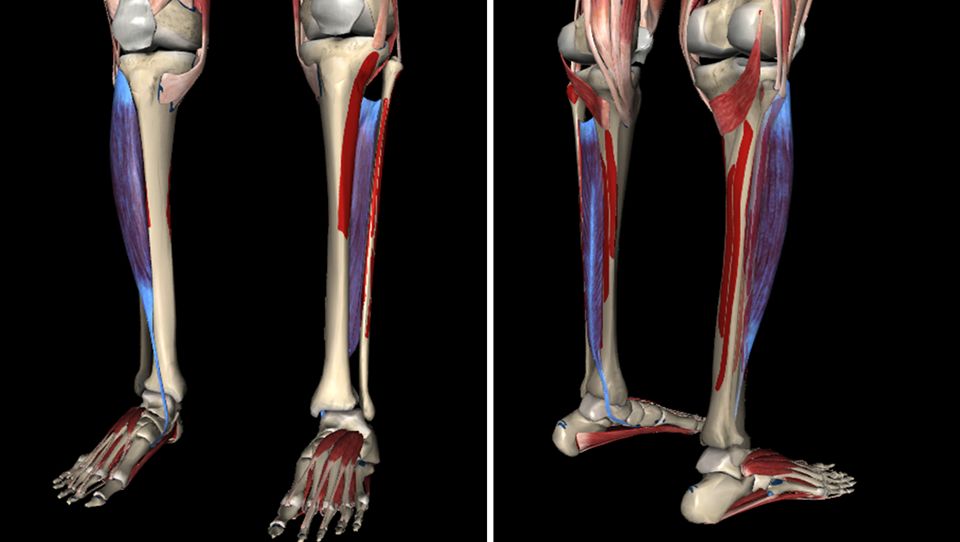 导致步态异常的常见原因,常见异常步态模式评定