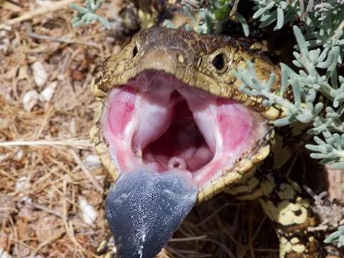 全身每个部位都没有肉,全身上下什么都没有就是肚皮疼