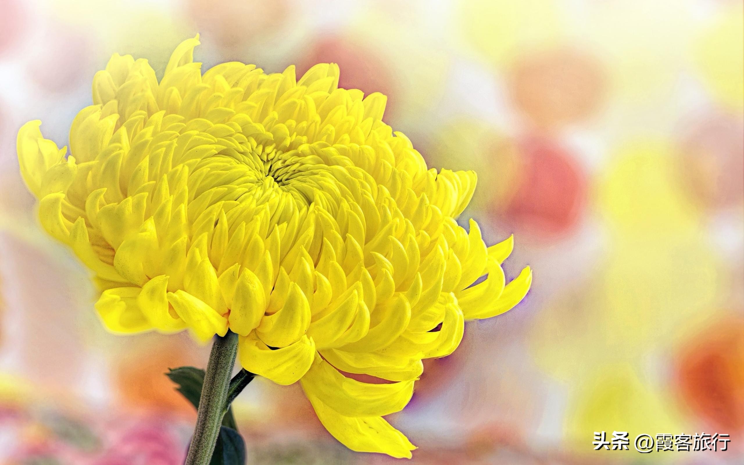 菊花有多少种颜色分别是什么色,菊花的品种分类以及颜色和形状