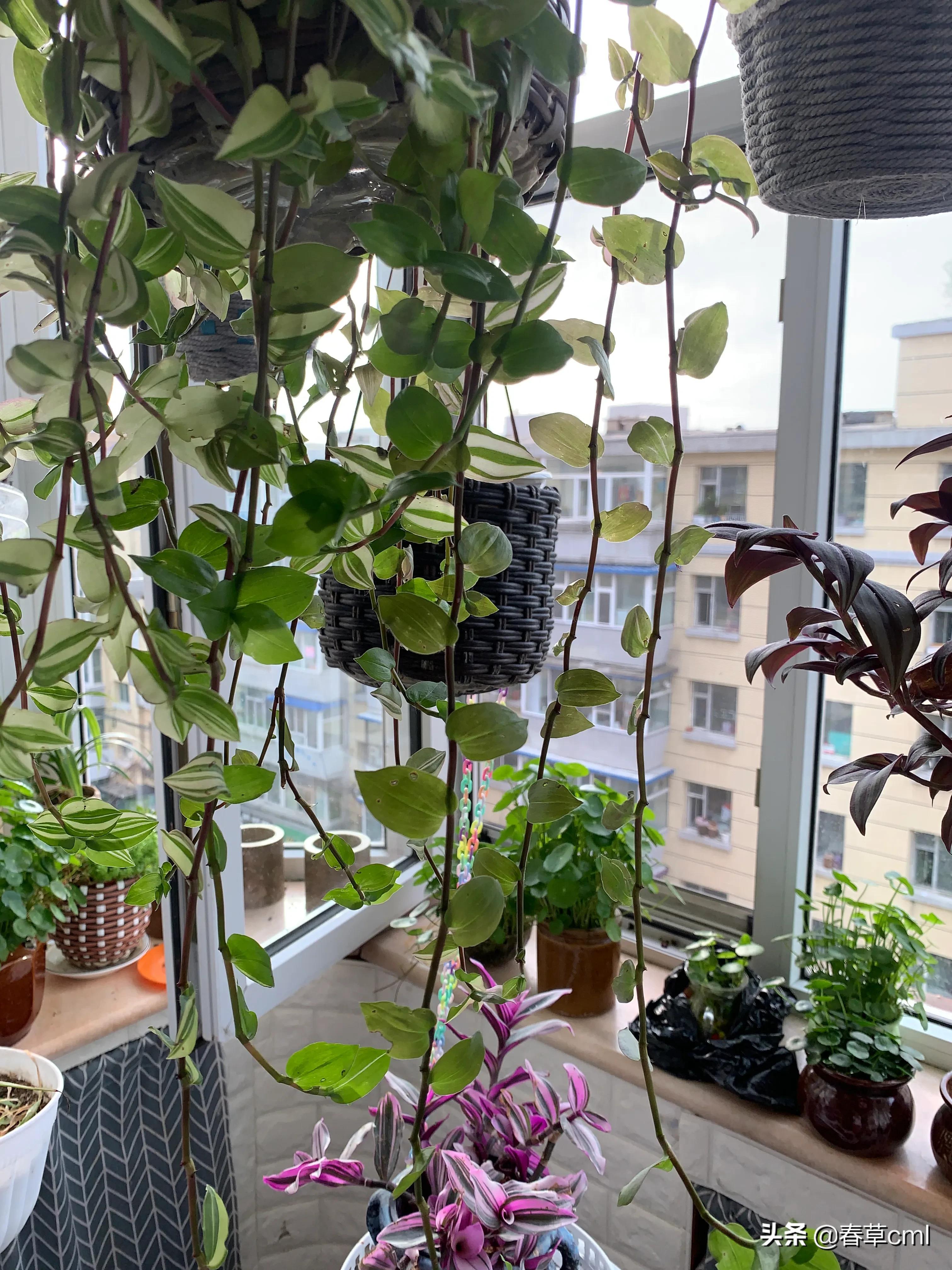 家里的花都被猫弄了怎么办,家里的花被别人摘了怎么办