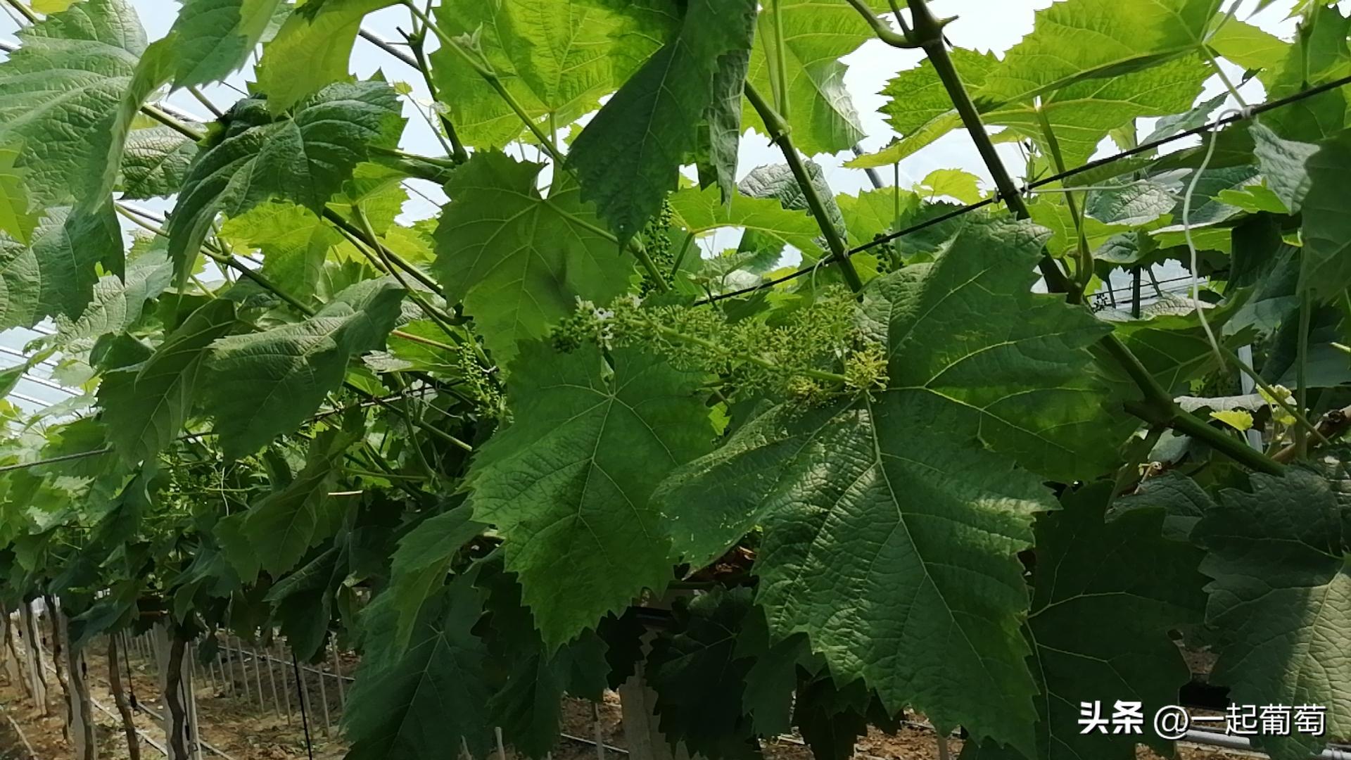 隔壁老王种植技术视频,隔壁老王种的花