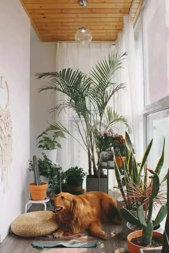 露天小阳台打造小花园效果图,卧室开放式小阳台怎么打造花园