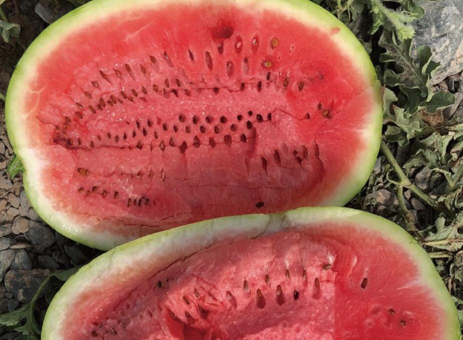 今年夏天最好吃的西瓜,10种最好吃的西瓜