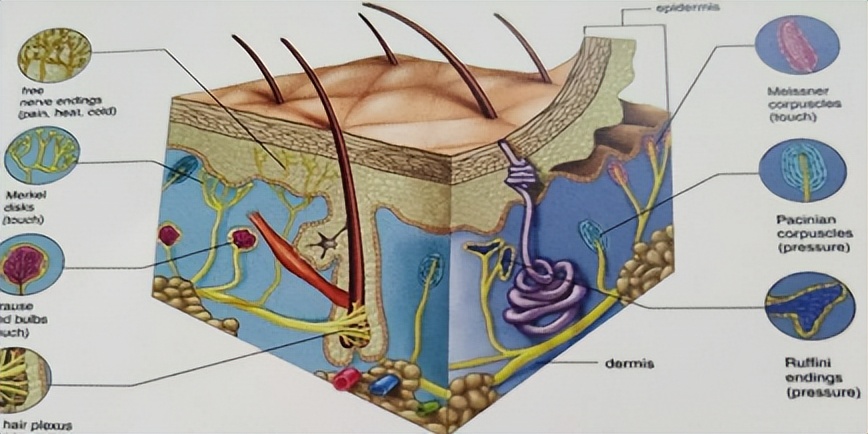缇庡浗pps浠锋牸,缇庡浗閫氱敤pps