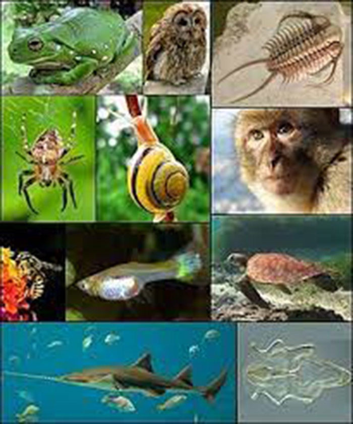 驴和马是杂交育种吗,马和驴生出的骡子是杂交吗