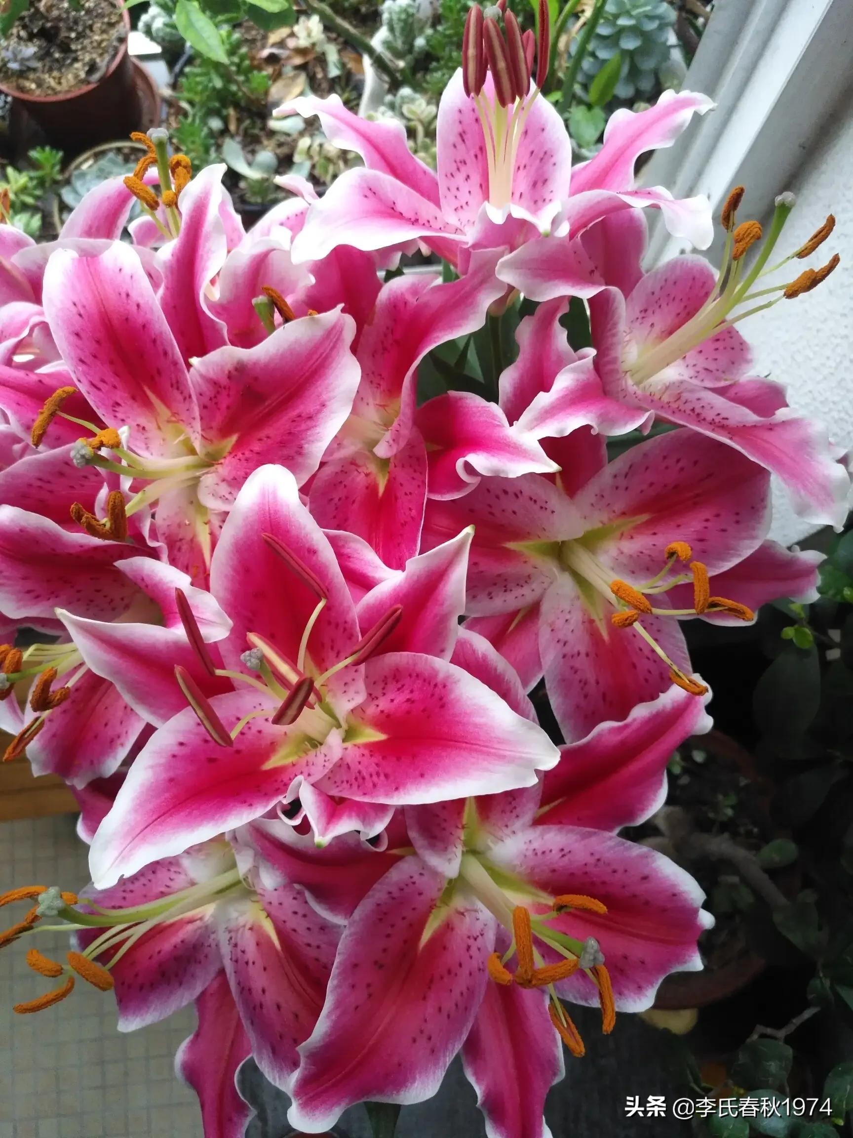 百合可以种在封闭阳台吗,阳台百合