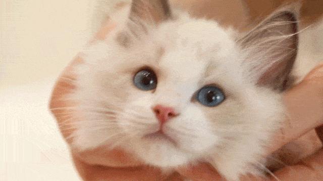 洋猫土猫差距有多大网友太真实了,土猫和宠物猫品相的区别