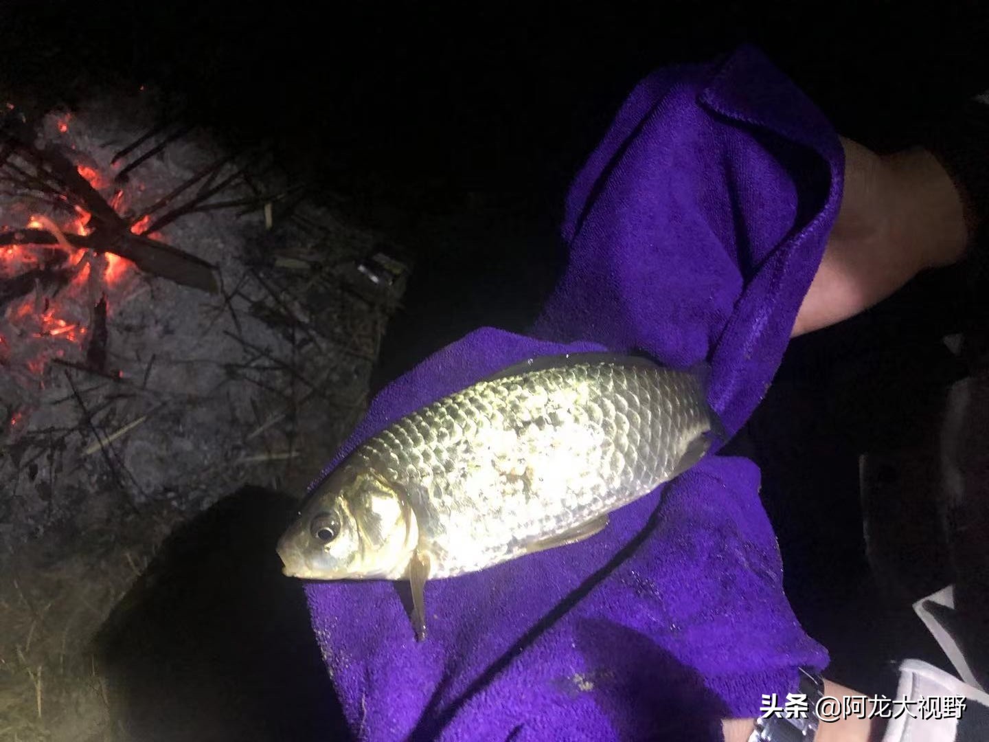 野钓：小河道巧夺大板鲫和黄骨鱼！分析得当，渔获自然少不了