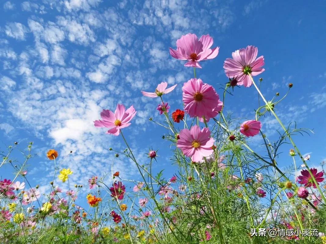 帕里黛，白血病维族女孩，我最好的闺蜜，你让我心疼得不能呼吸