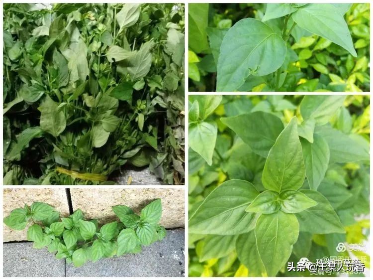 石家庄挖野菜攻略,挖野菜攻略