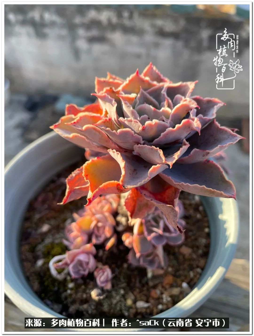 情不知所起一往而深歌曲,情不知所起一往而深完整版