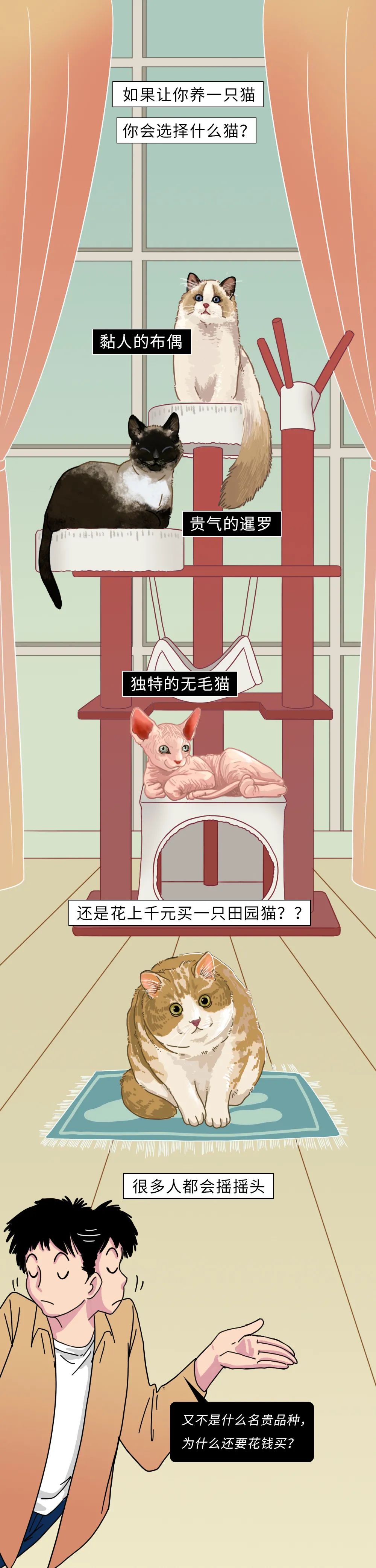 为什么中华田园猫会遭人嫌弃,盘点一下中华田园猫