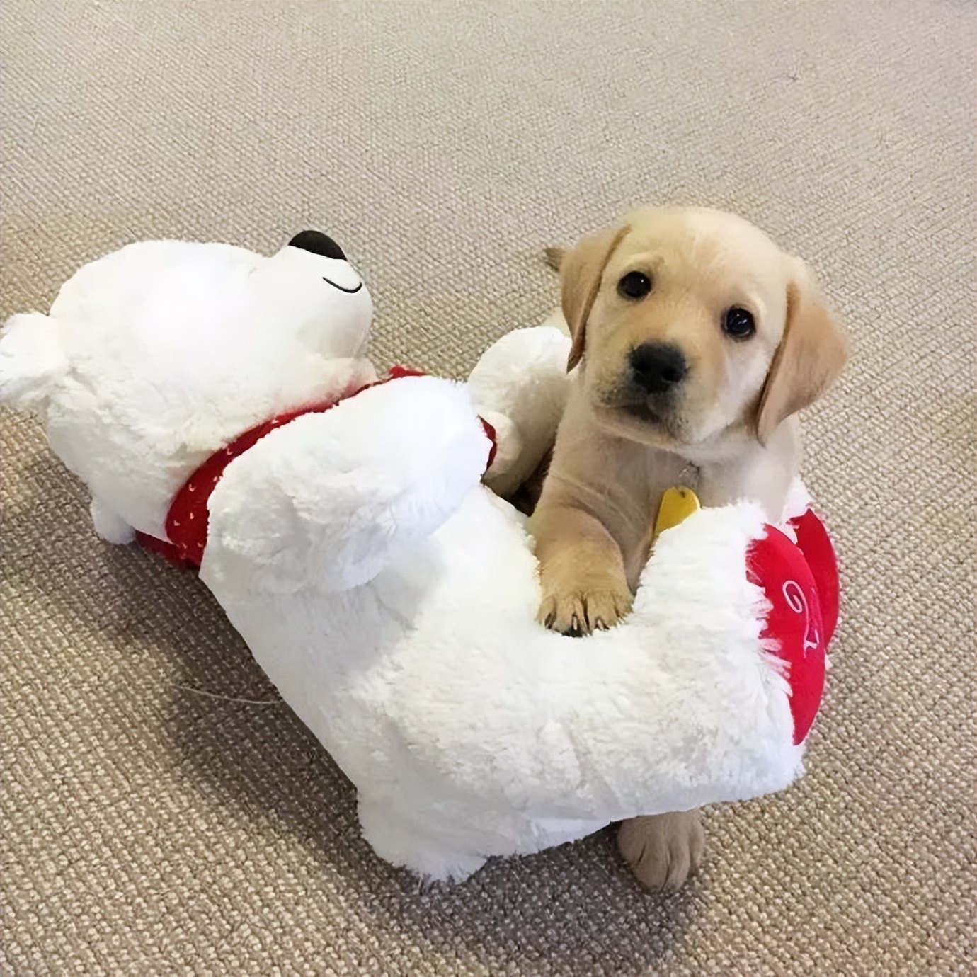 养狗小技巧之拉布拉多怎么训练,养狗新手入门必知拉布拉多怎么养