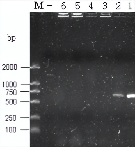 猪源链球菌的分离鉴定
