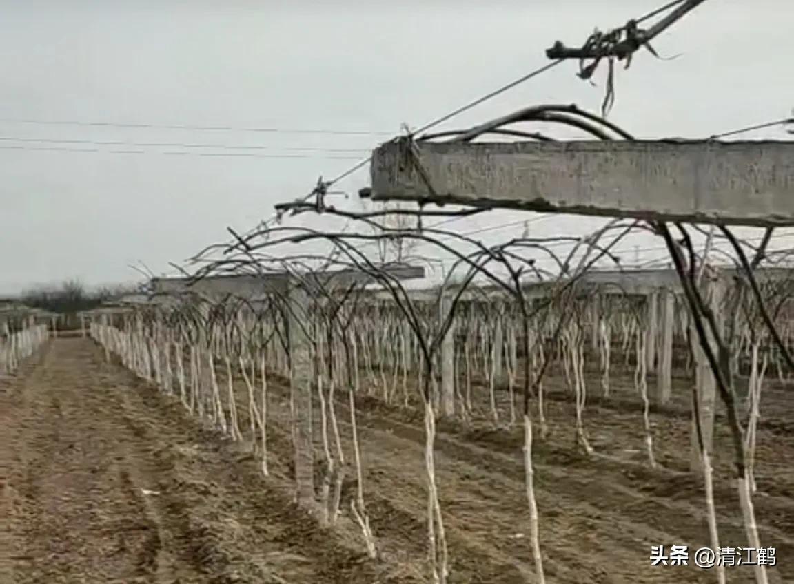 今年猕猴桃树冻害哪个省严重,猕猴桃如何防霜防寒