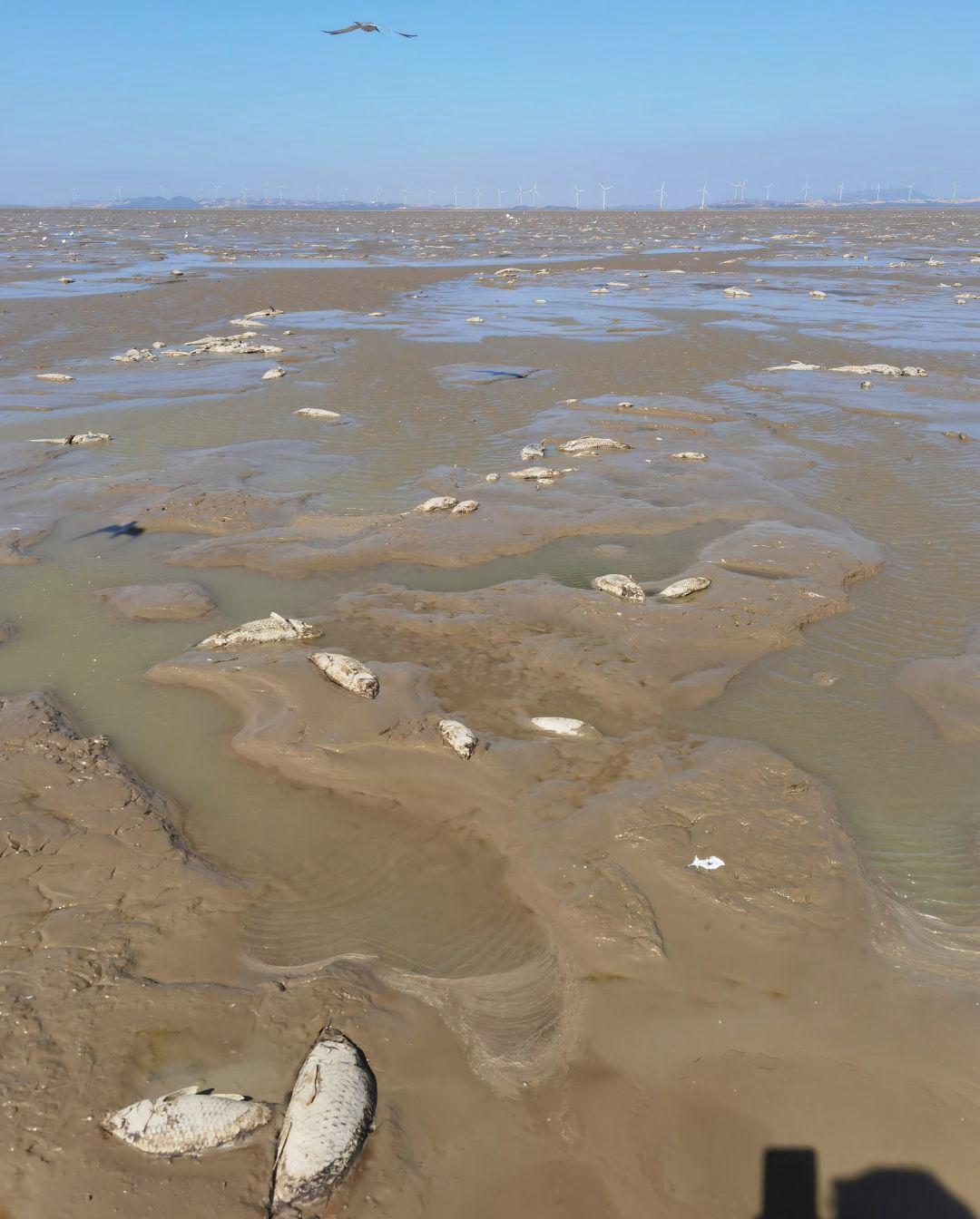 实拍合江门：成群肥硕大鱼聚集岸边，长江离鱼多成灾还有多远？