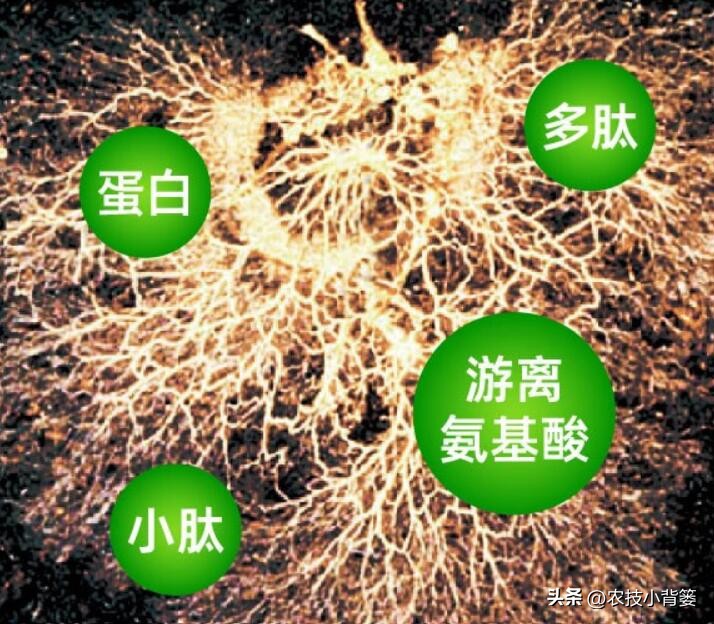 颜色不同的蛋白,各种规格鱼蛋白