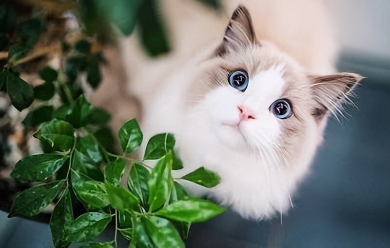 真的不能随便养猫吗,为什么说有些人千万不能养猫