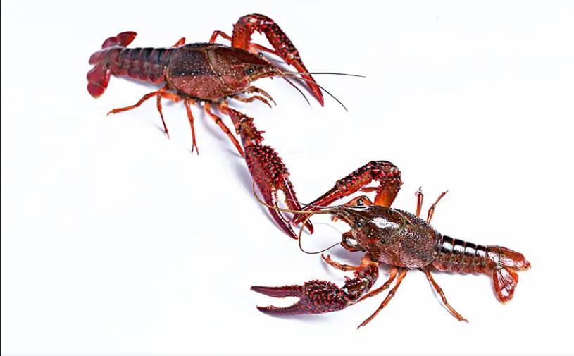 原来龙虾有这么多种你吃过哪些呢,蝲蛄和小龙虾的区别哪个好吃