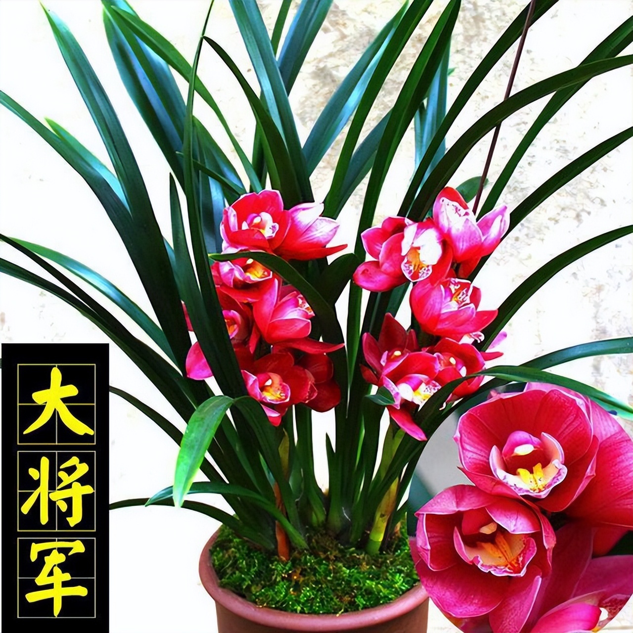 此兰正值盛花期,什么兰既好养开花又香