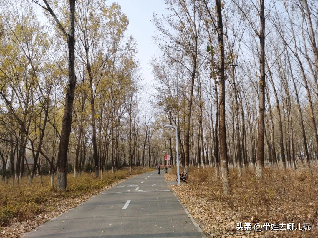 在森林公园里玩耍,中国可以骑行的森林公园