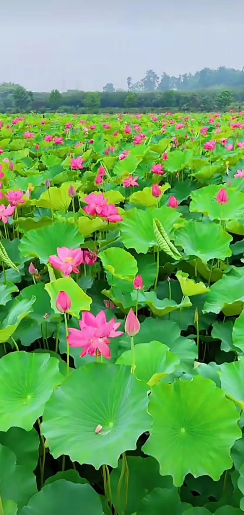 夏的季节荷花图片,三夏荷花图片