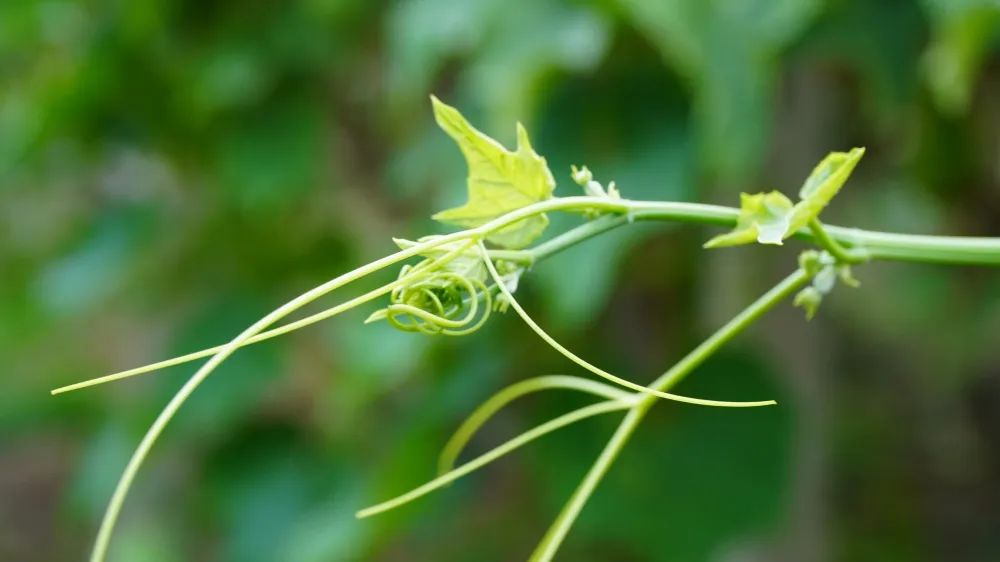 高产的佛手瓜,佛手瓜致富瓜图片