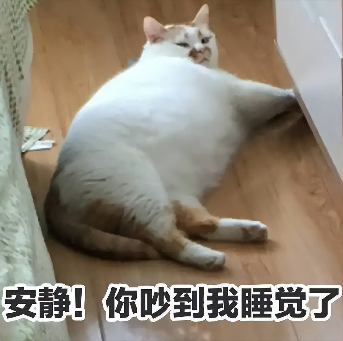 猫为什么跟你一起睡,猫让你抱着睡觉是不是喜欢你