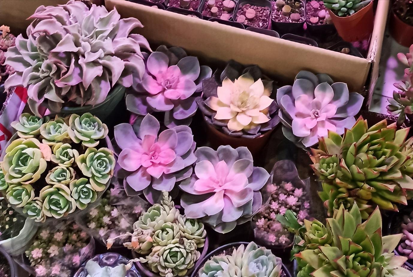 多肉怎么才能出锦3个步骤少不了,新手小白入坑多肉