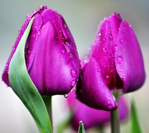 郁金香欣赏,郁金香图片大全大图欣赏