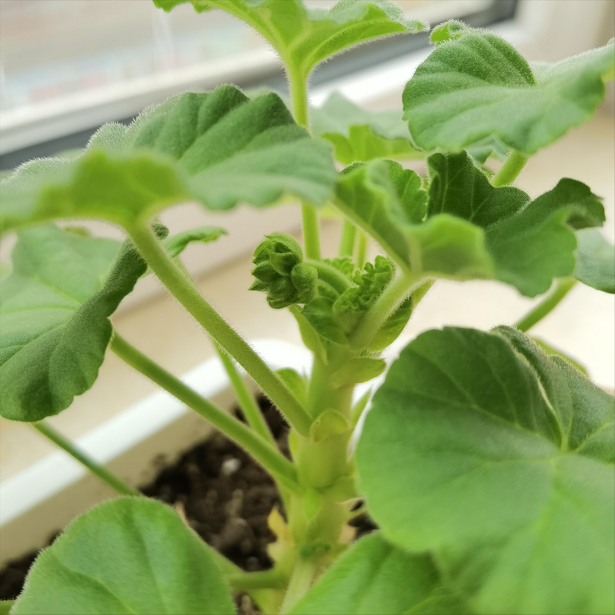 天竺葵叶子发黄原因怎样处理,天竺葵叶子发黄是什么原因引起的