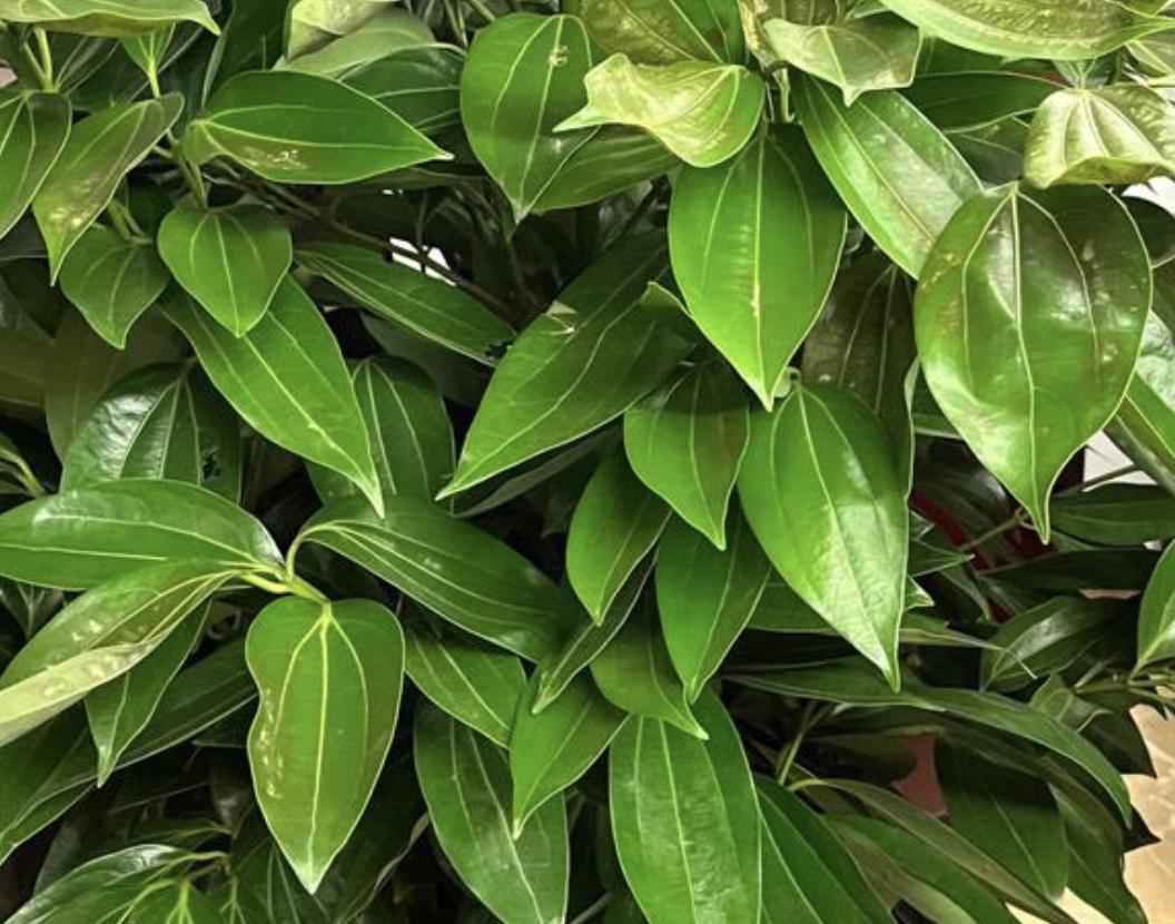 老人说门前有三树富贵绕道行,老话说门前不放三物院内不栽三树