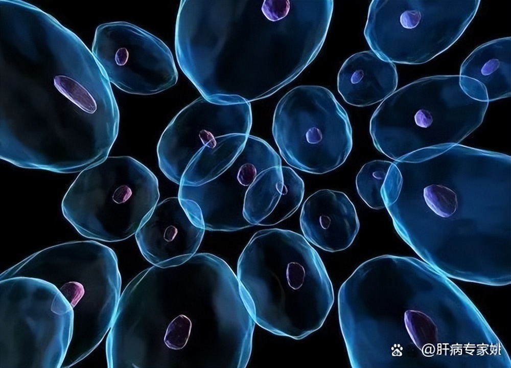 治肝养肝的中药有哪种,中医醋对肝的作用