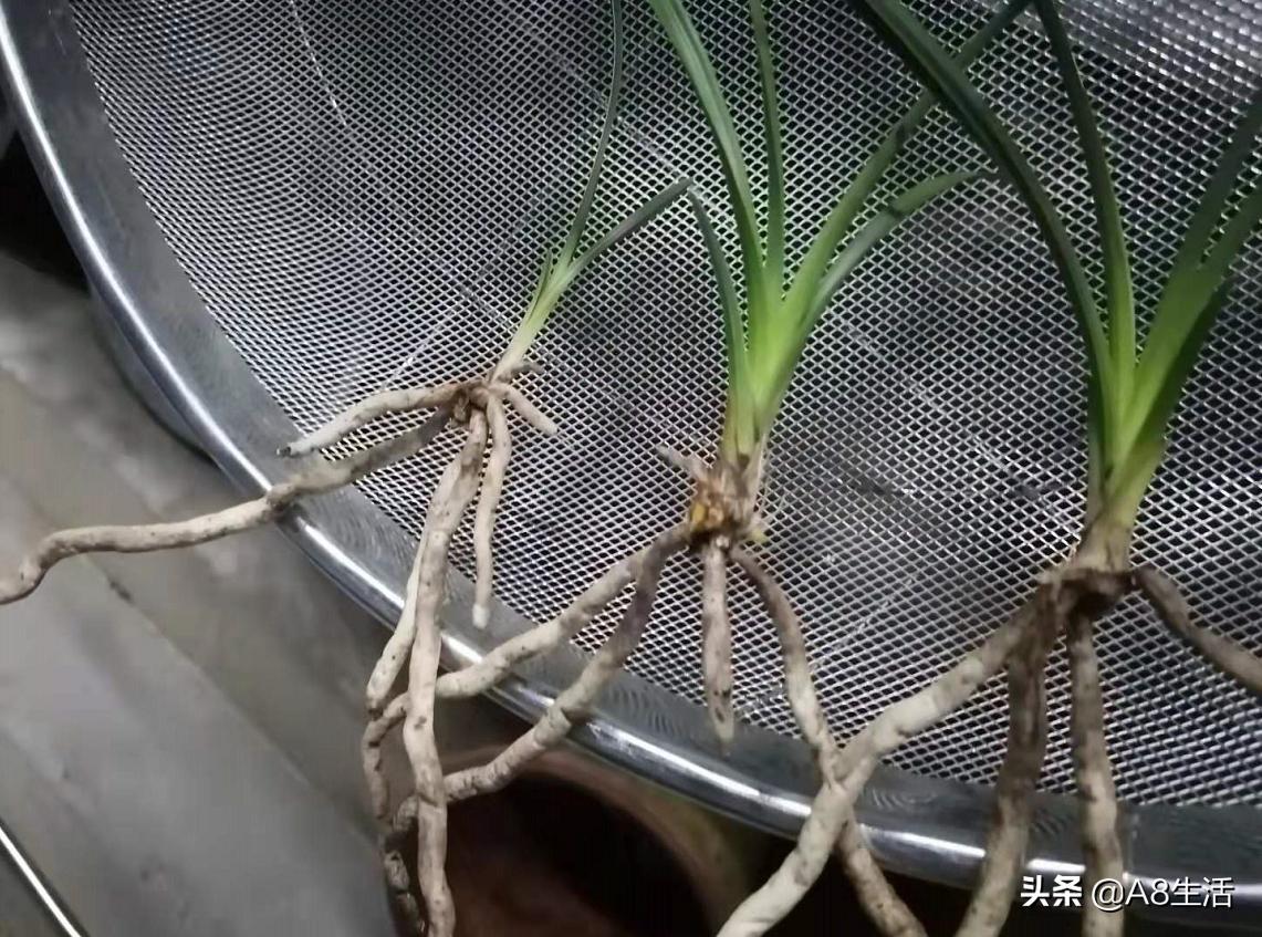 每日一品花卉,每日一品中国兰花春兰