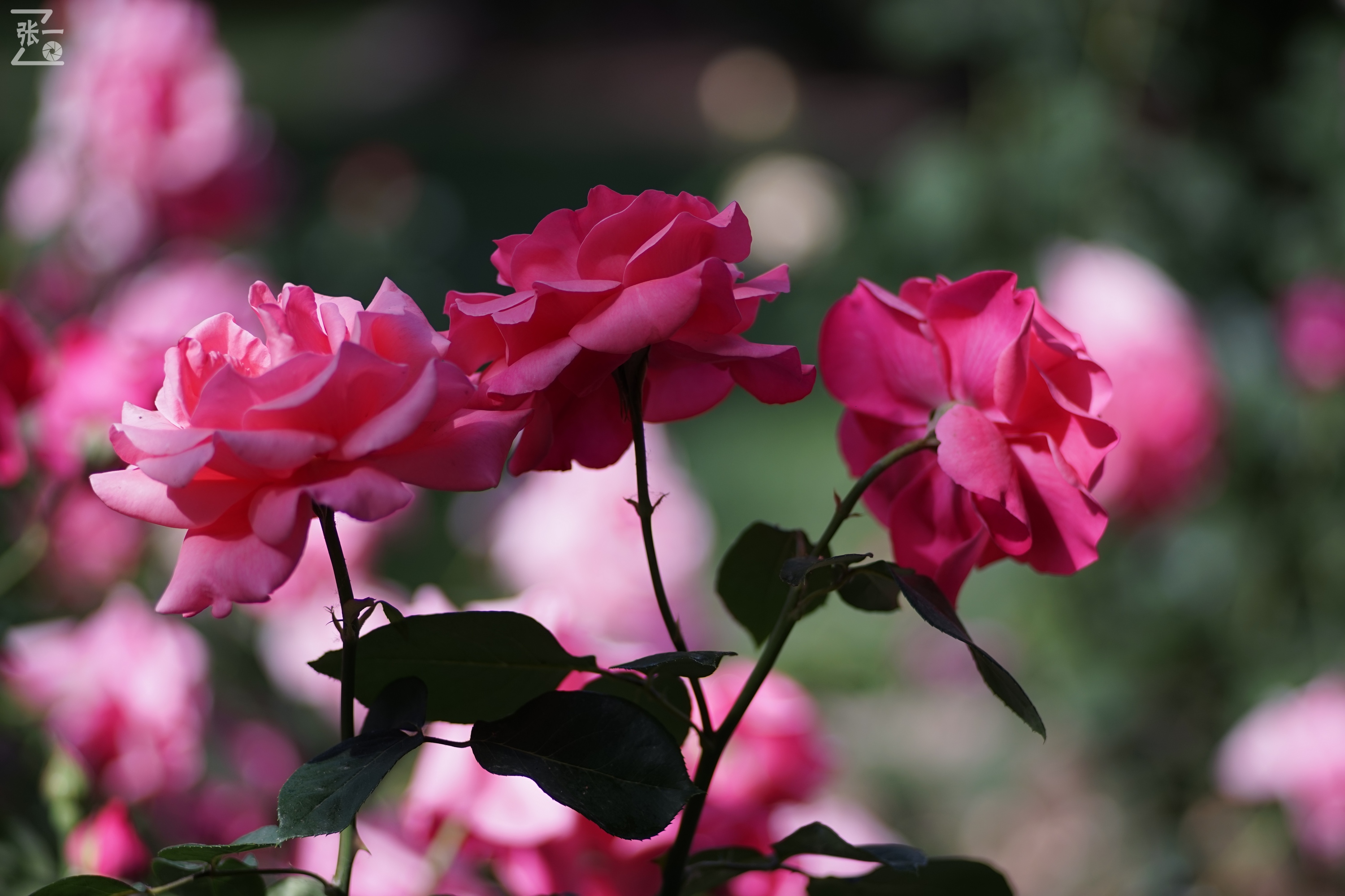 蔡司sonnar50毫米,蔡司sonnar镜头生产年份