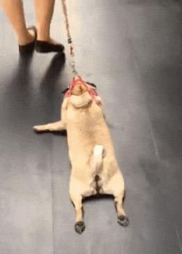 寝室洁厕灵经常被偷,气愤下买了瓶101换掉,隔天隔壁301发来贺信