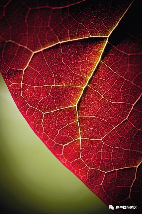 南方人爱不够的紫荆花，北方人懵了：“这哪儿是紫荆花啊？”