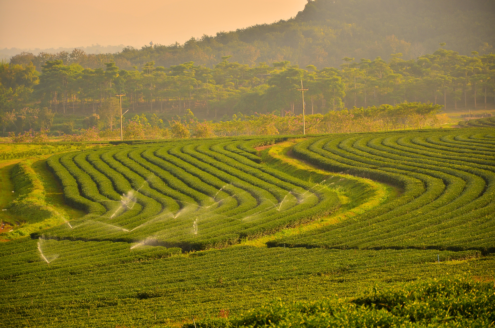 天目湖白茶的简介,天目湖白茶怎么存放
