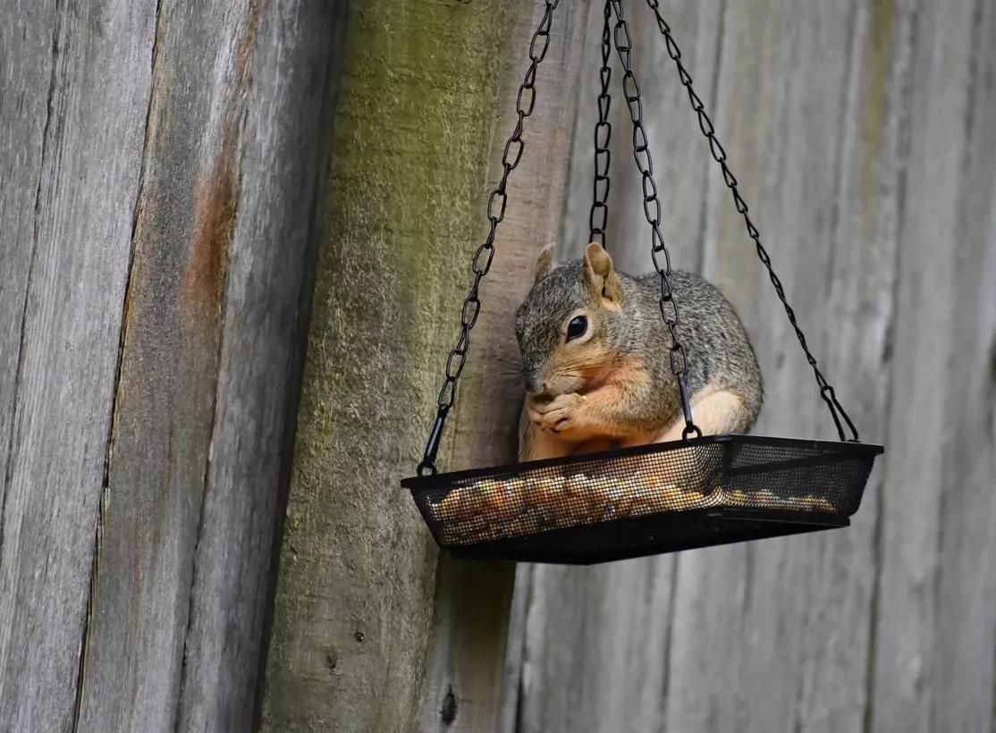 可爱动物照片合集,澳大利亚动物合集