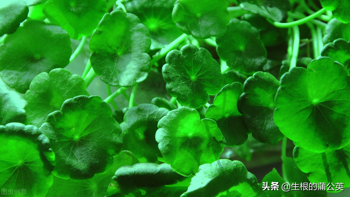 水生花卉栽培方法和技术,十种常见水生花卉