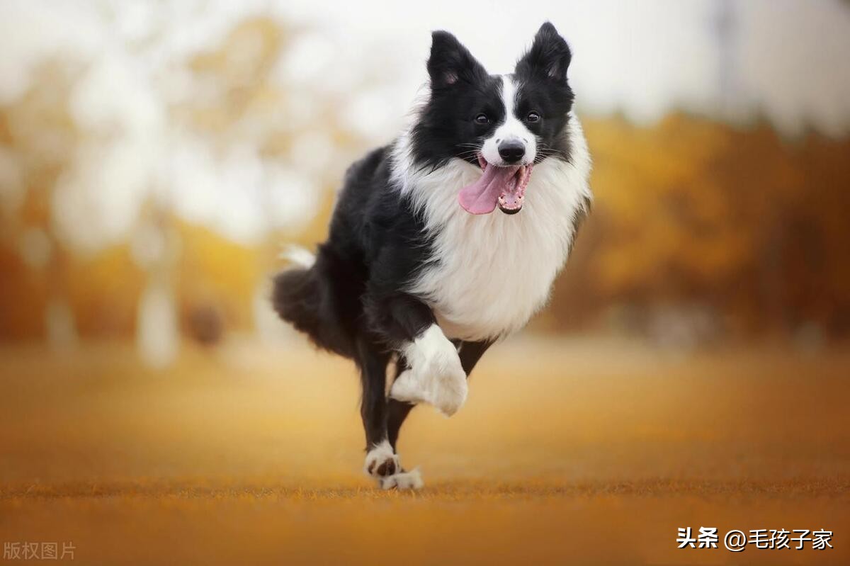 如何训练狗狗听话不到处乱跑,最好养的狗狗还省钱听话好训练